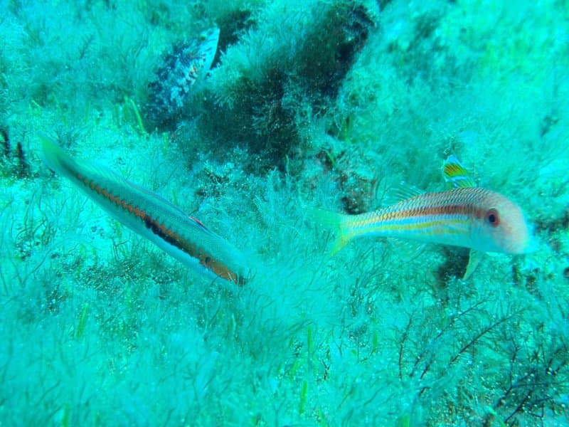 Blue Waters Dive Cove
