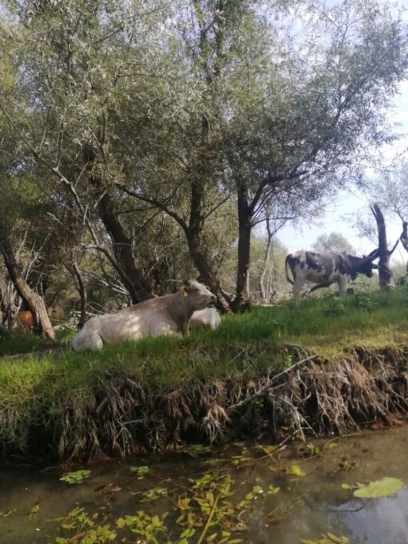 Active Lake Skadar
