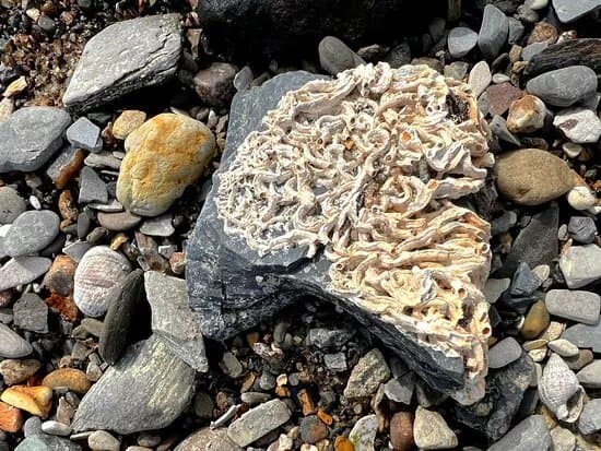 Ertebolle Strand