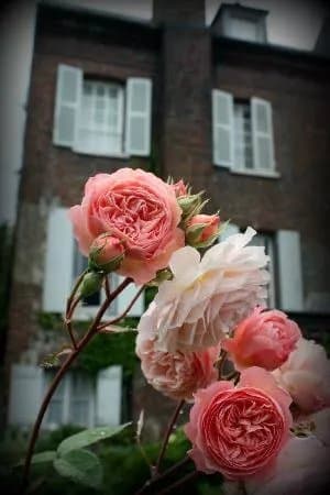 Rosebud