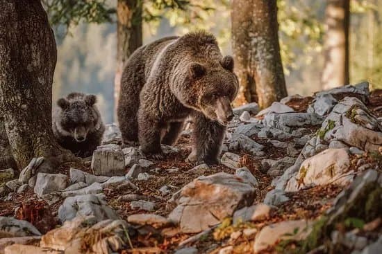 Bear Watching Slovenia