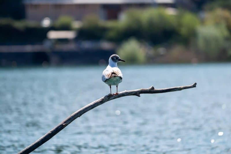 Kingfisher