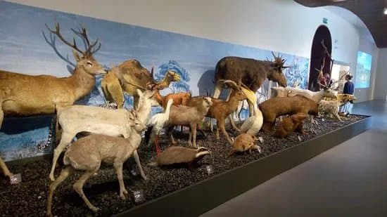 Musee Crozatier