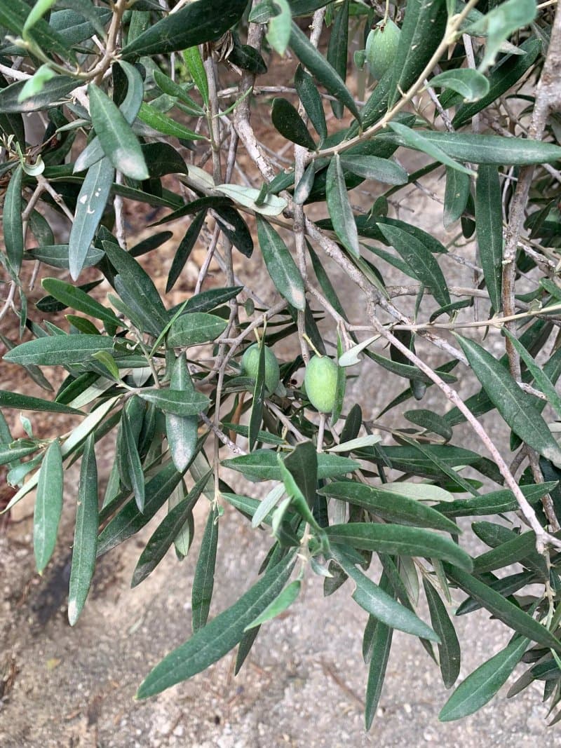Ta' Mena Gozo