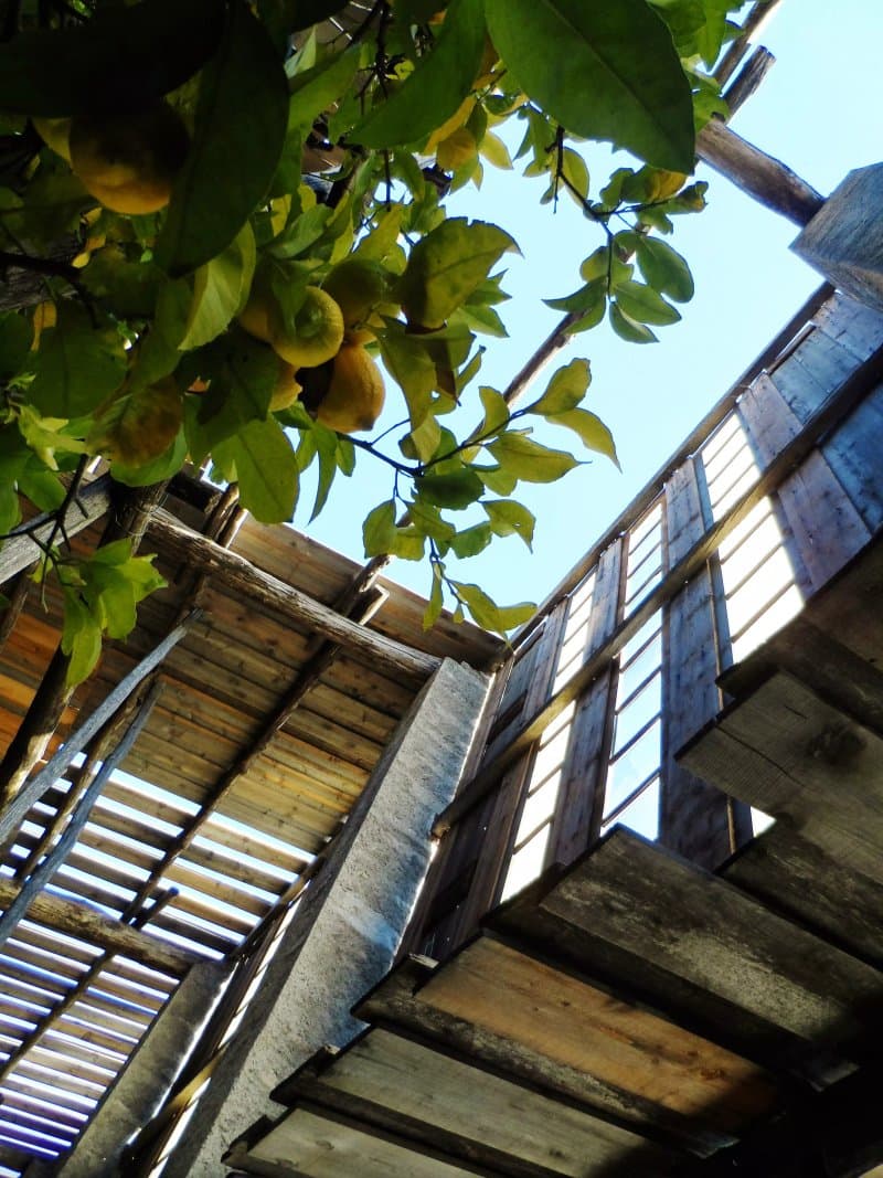 Limonaia La Malora