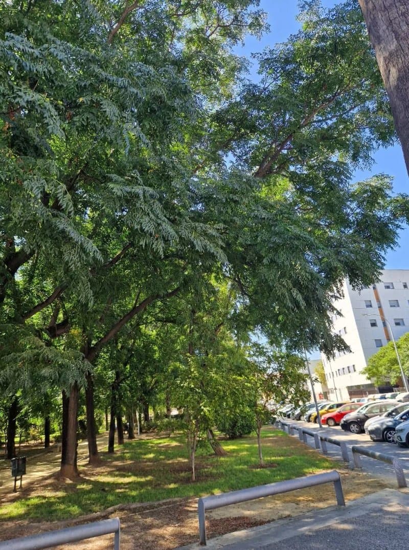 Cavestany Park