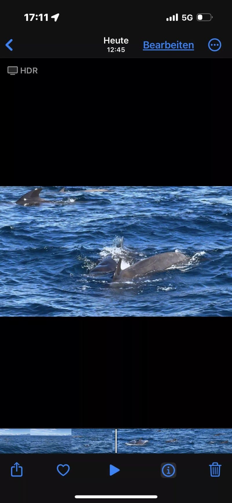Arctic Whale Tours