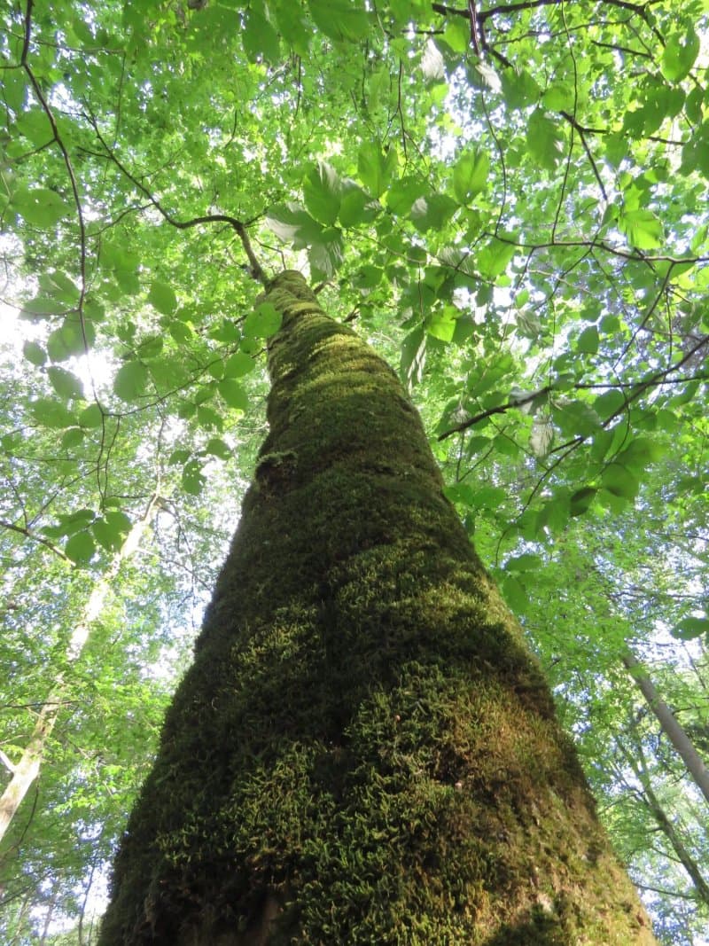 Bialowieza National Park Tours