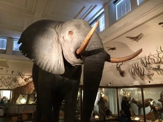The Natural History Museum