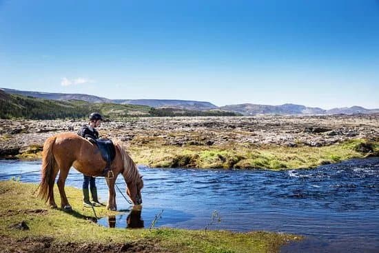 Ishestar Horse Riding Tours
