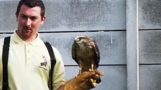 Dublin Falconry
