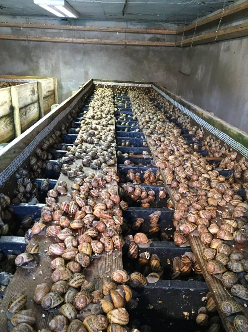 Snail Farm & Restaurant Eco - Telus