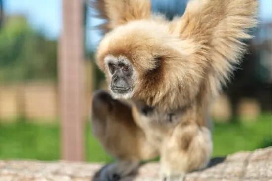 Monkey Haven Primate Rescue Centre