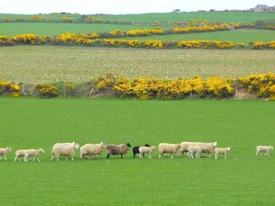 Ballathona Farm