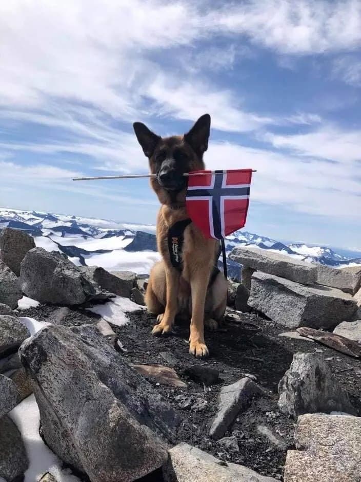 Galdhopiggen