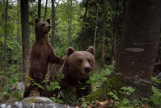 Slovenian Bears