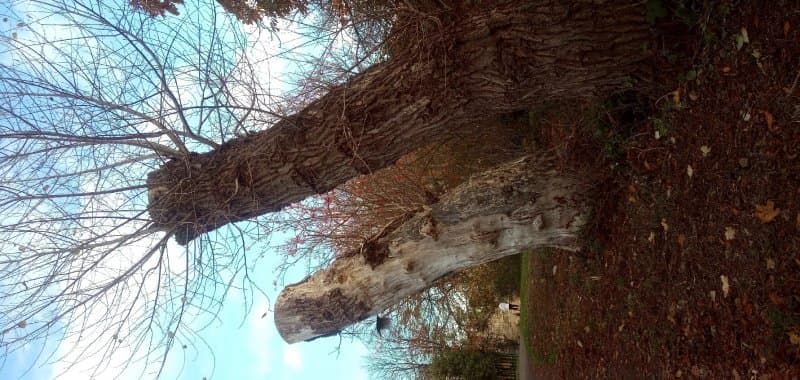 Figgate Park