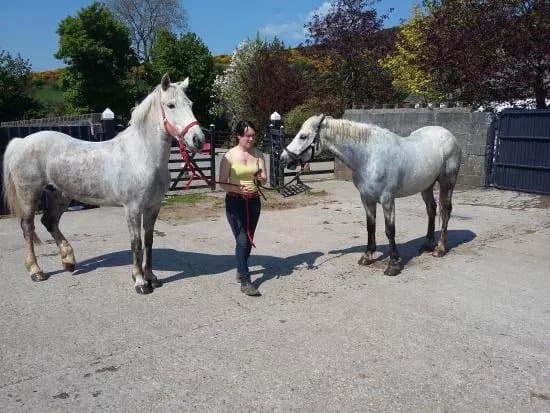 Ballyhoura Horse Trekking