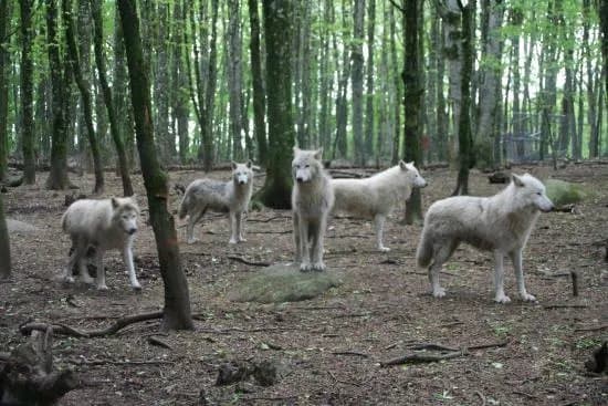 Loups de Chabrieres