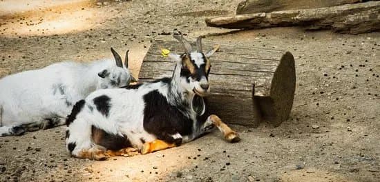 Wildpark Rheingonheim