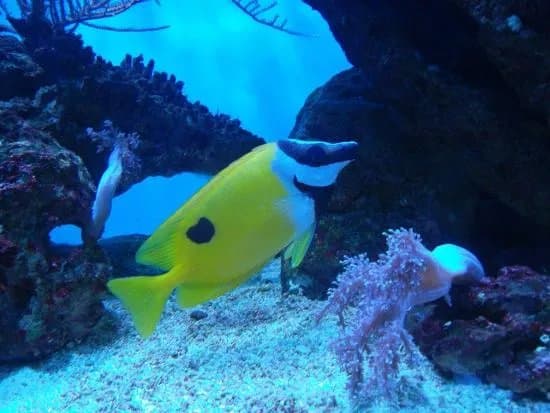 Aquarium of Constanta