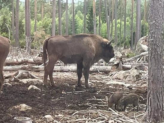 Kosta Safaripark