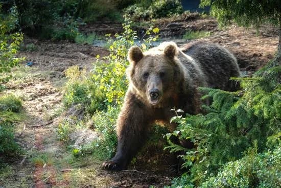Boreal Wildlife Centre