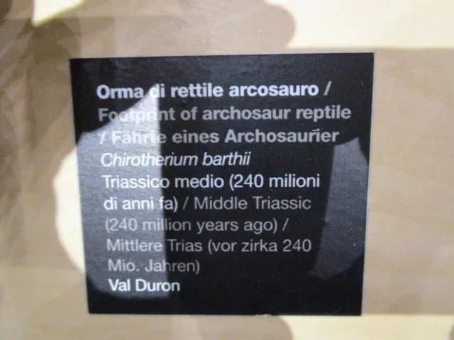 Geological Museum of the Dolomites