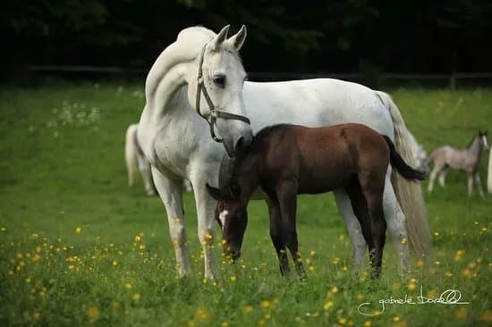 Lipizzanergestut Piber