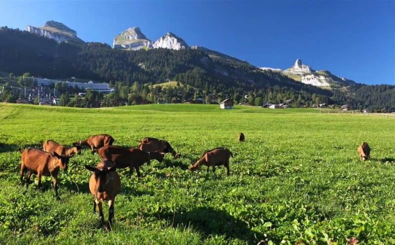 La Chevrerie Perreten