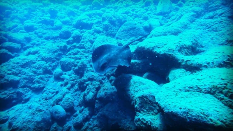 Punkfish Diving La Palma