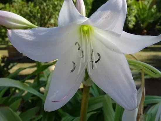 Middellandse Zeetuin Uilenbroek te Buttinge