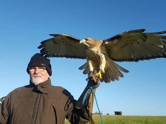 Newgrange Falconry