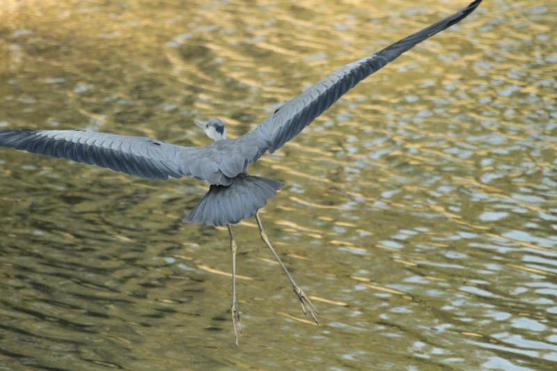 Kormoran Cruising