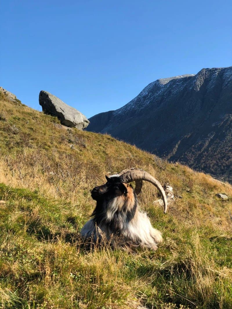 Rosendal Turisthotell