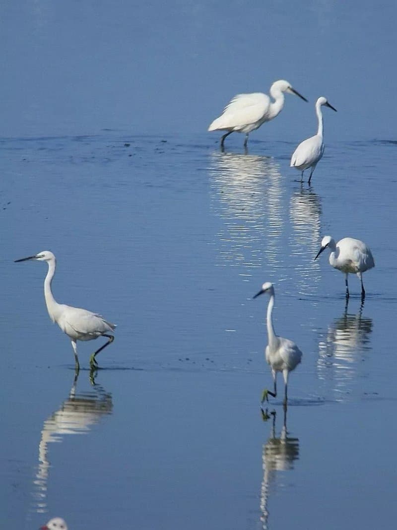 Oasi Naturale del Pantano di Saline Joniche