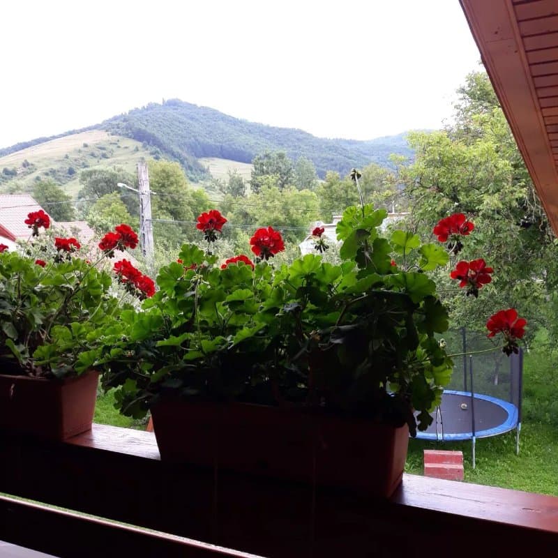 Pensiunea Casa Ancuța