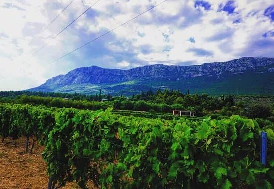 Putalj Wine