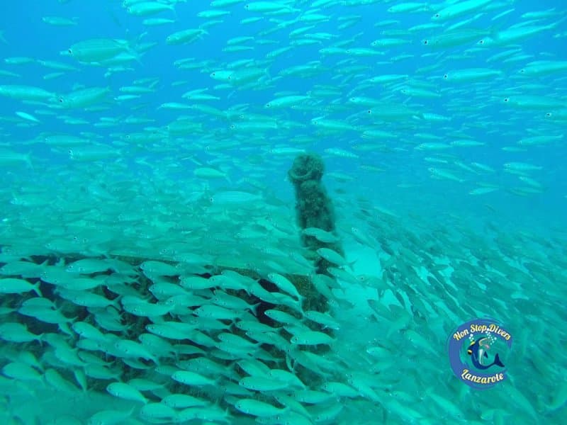 Lanzarote Non Stop Divers