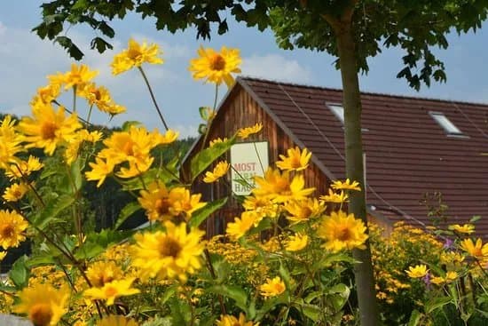 Mostbirnhaus