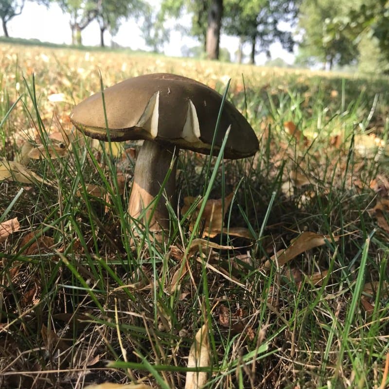 Mazmezotnes Muiza