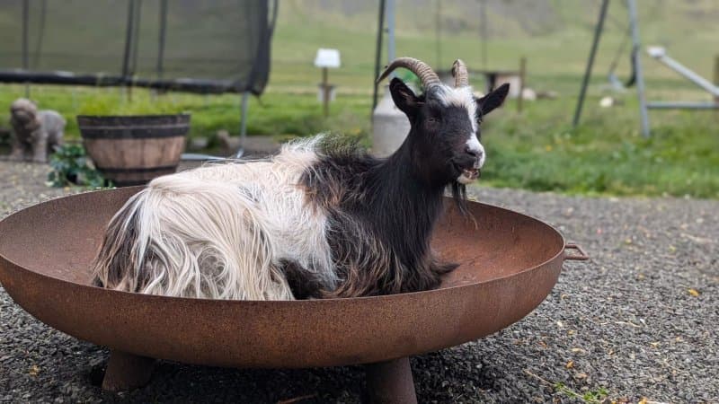 Holar Farm
