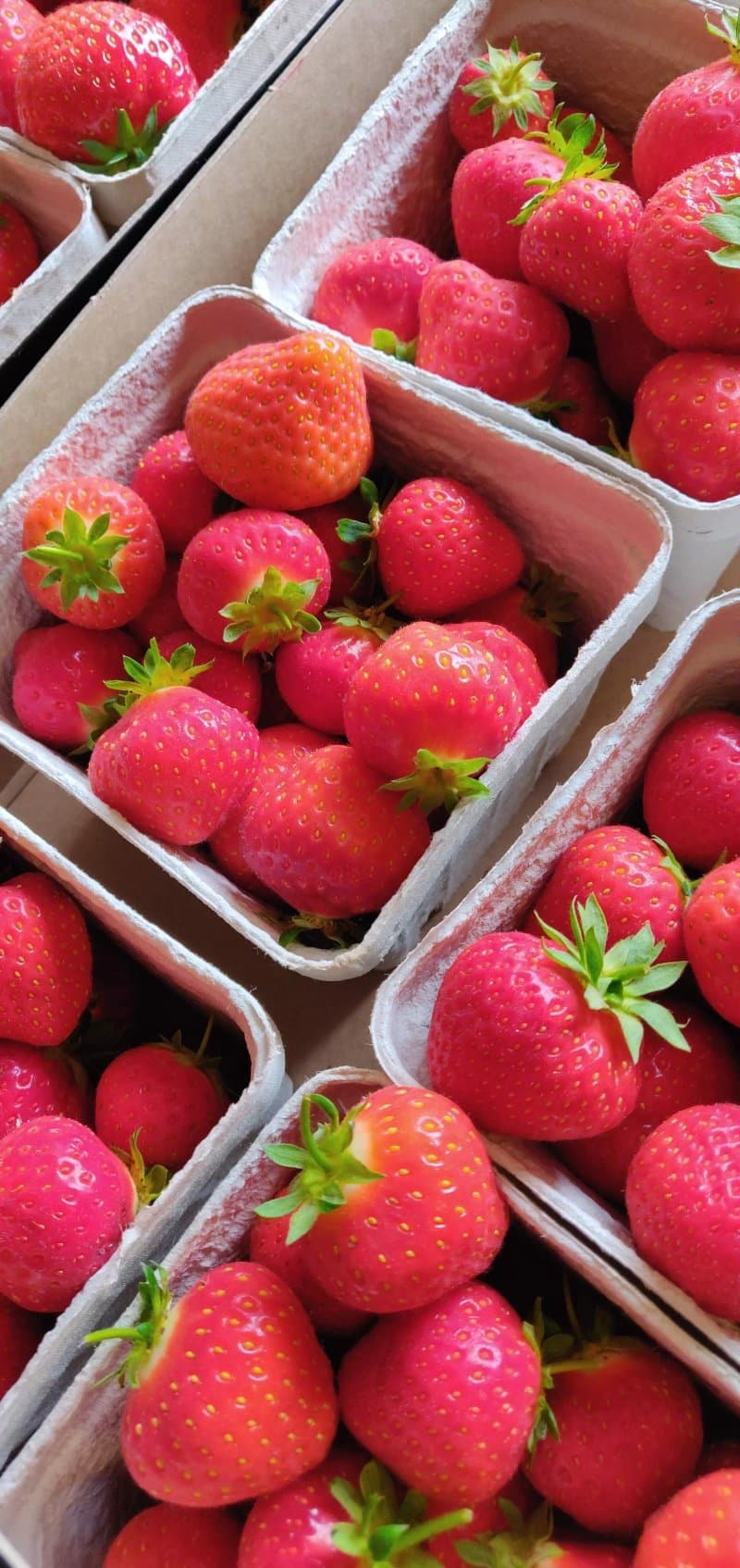 Engvang Frugtplantage