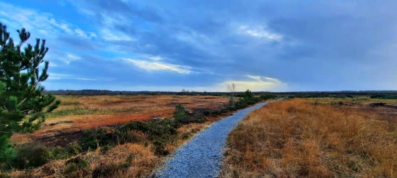 Jamestown Bog