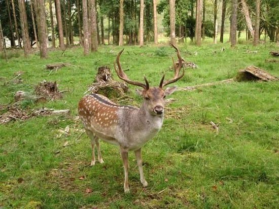 Farran Wood