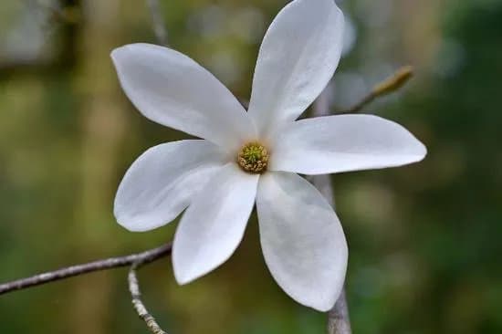 Arboretum Mlynany SAV