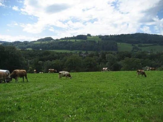 Elfenau Park