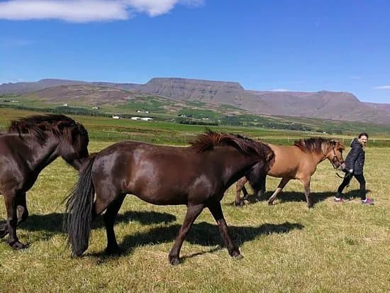 Hradastadir Horse Riding & Farm