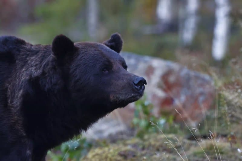 Wild Brown Bear