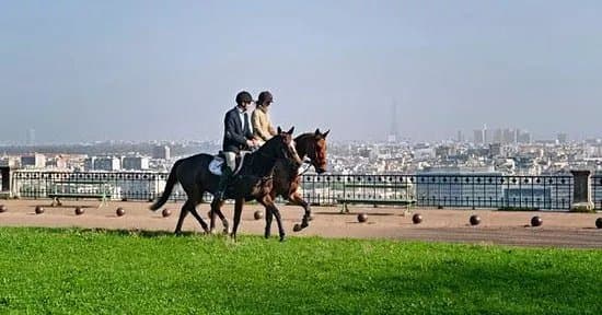 Horse in the City
